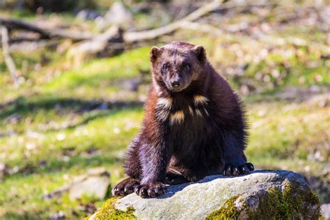 bear-course-at-wolverine